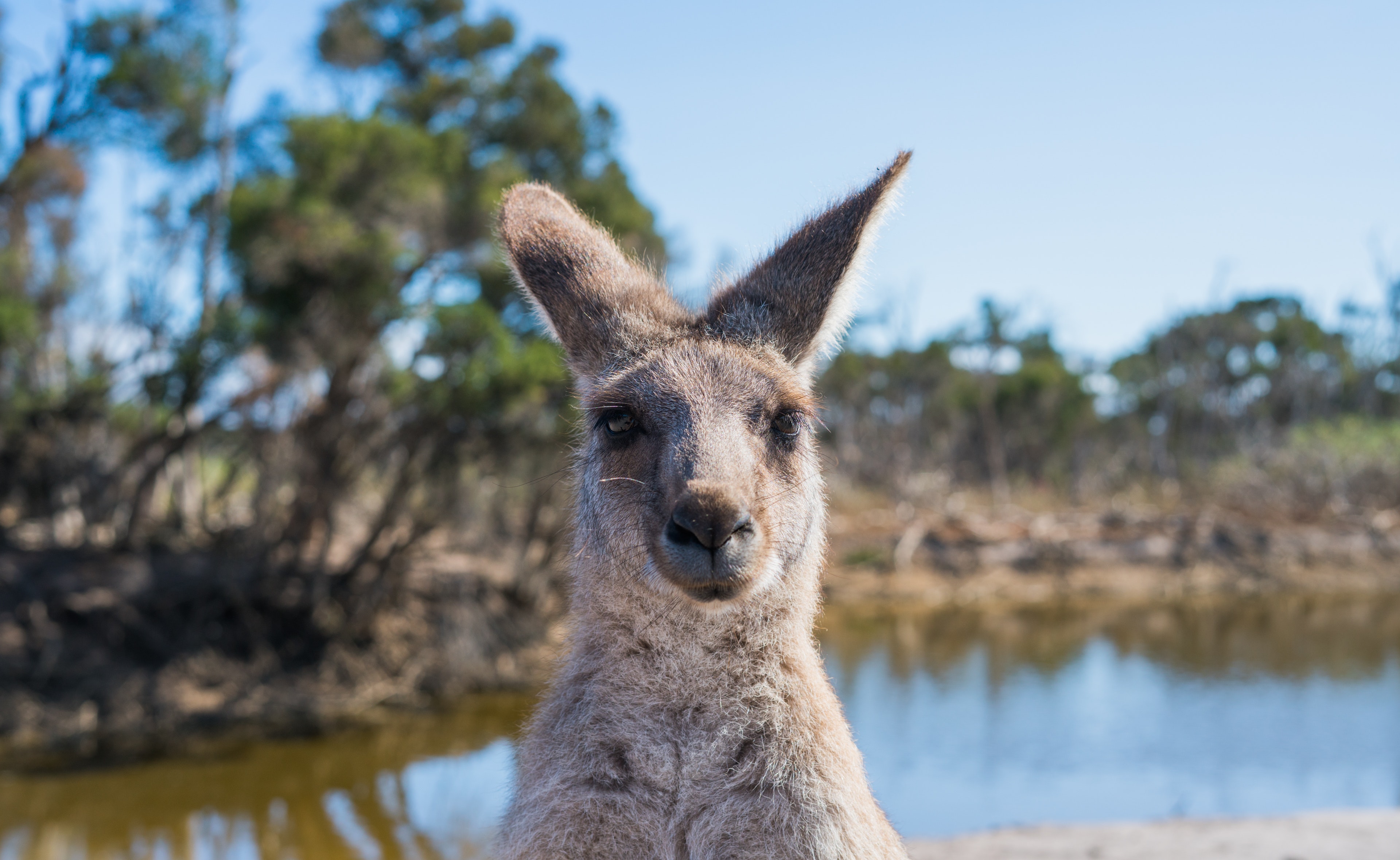 Känguru2